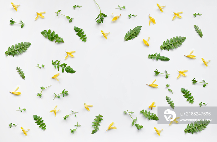 frame  with scattered green fresh leaves isolated on white background. eco concept. top view. flat lay.