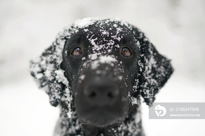 The portrait of a black curly coated Retriever dog posing outdoors in winter with a snowy muzzle