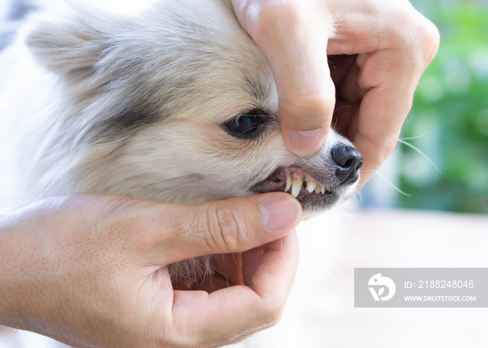 Closeup teeth of pomeranian dog with tartar, pet health care concept, selective focus