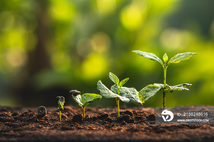 Plant Coffee seedlings in nature