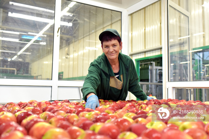 food factory: assembly line with apples and workers // Sortieranlage von Äpfeln in der Lebensmittelindustrie