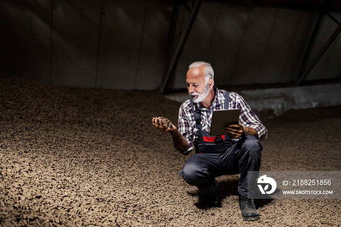 A senior supervisor is crouching next to a pile of sugar beet products, holding it in hand and holding a tablet.