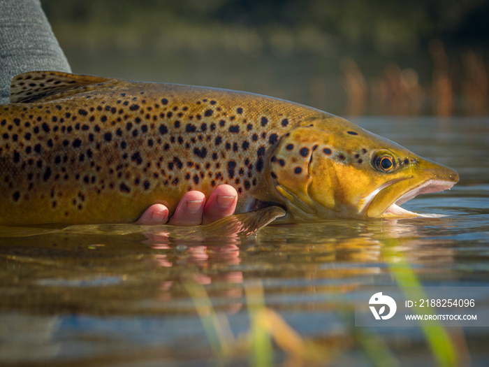 Brown & Rainbow trout gently released