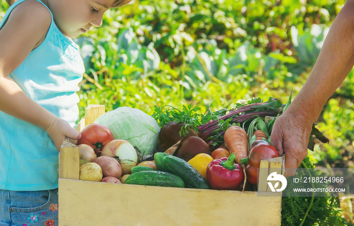 Grandmother and child with vegetables in the vegetable garden. Selective focus.