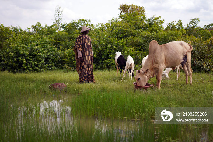 Reflection Of Sheperd And Cow At An African Water Place During The Rainy Season