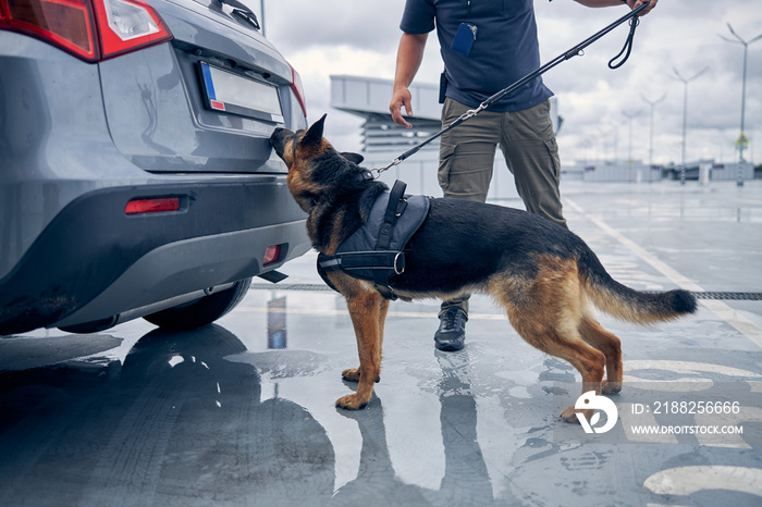 Drug detection dog sniffing car trunk in airport