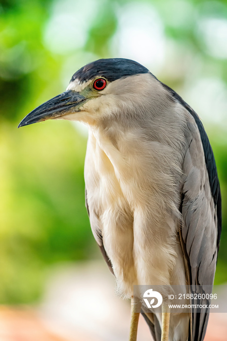 Black crowned Night Heron of the species Nycticorax nycticorax