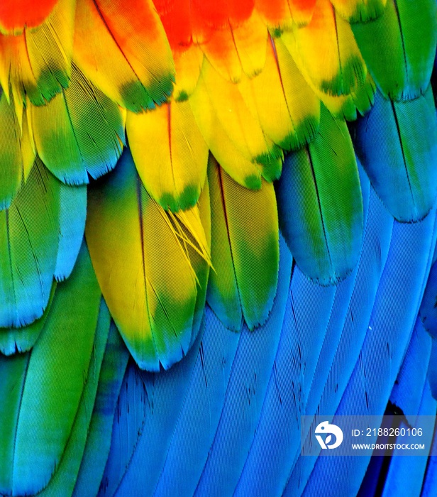 Multi-Colored Macaw Feathers