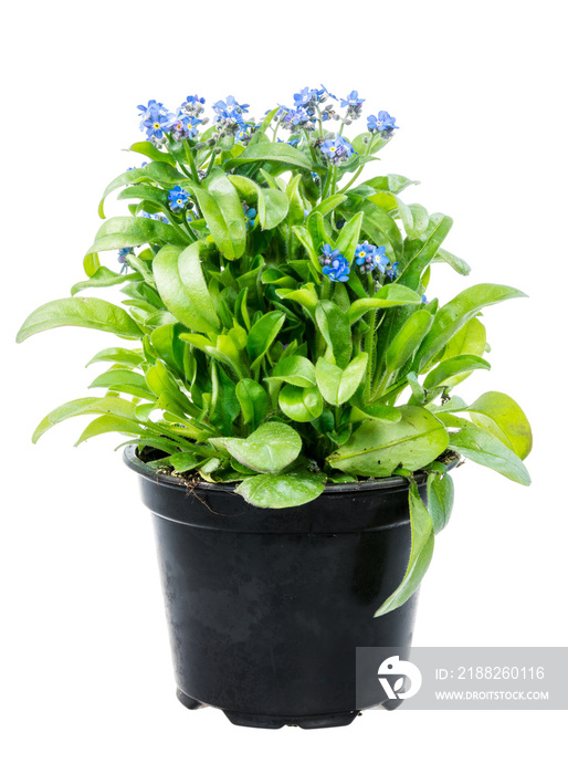 Isolated potted blue Myosotis flower (forget-me-not)