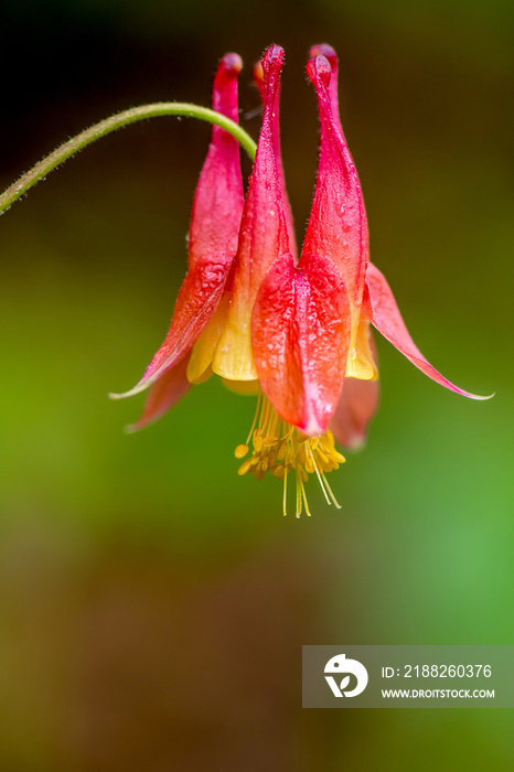 Closeup macro of eastern Red Columbine, Wild Columbine - Aquilegia canadensis