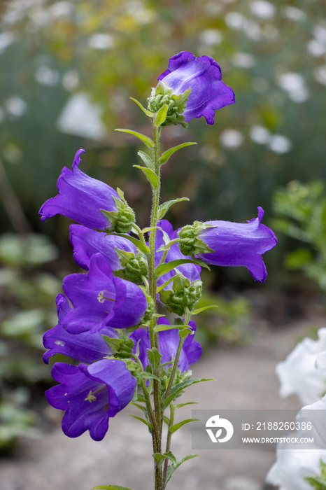 Pink flowers of Canterbury Bells (Campanula medium)