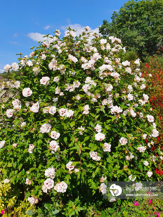 Hibiscus ’Red Heart’ a summer flowering plant with a white red summertime flower commonly known as rose of Sharon, stock photo image