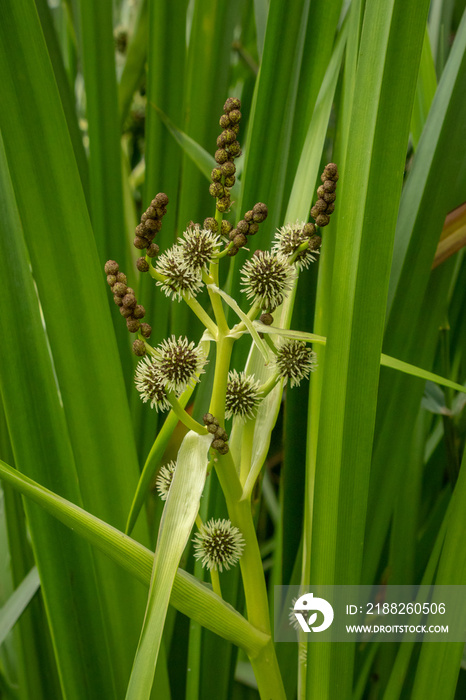 Branched Bur-reed Flowers and Brown Buds