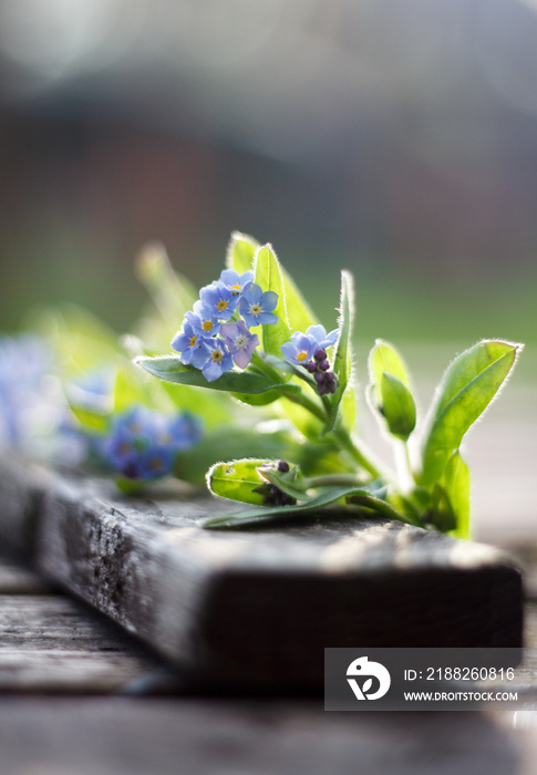 forget-me-not flower, scorpion grasses flower