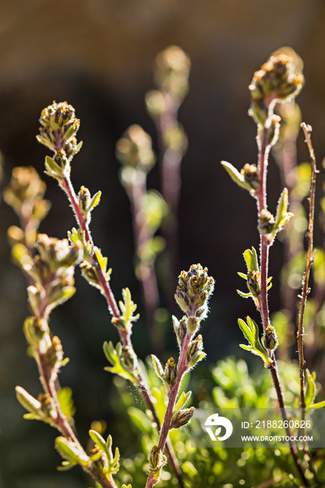 Artemisia Glacialis flower, Gran Paradiso National Park, italian Alps. Italy