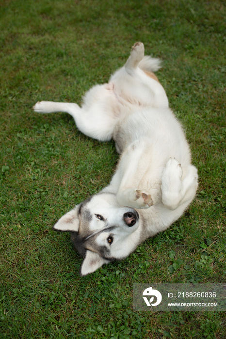 isolated adorable siberian husky dog laying upside down in green grass