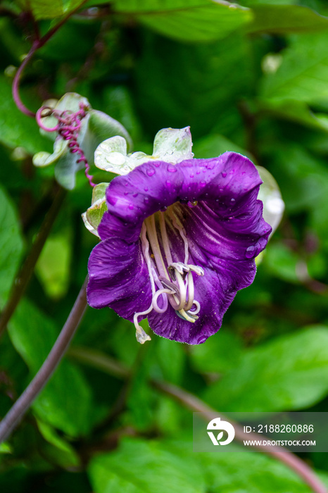 Mexican ivy or cup-and-saucer vine (Cobaea scandens) – a violet flower on the autumn garden.