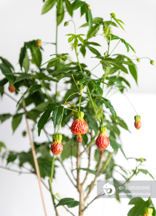 Red Tiger Flowering Maple Plant with Unique Orange Blossoms