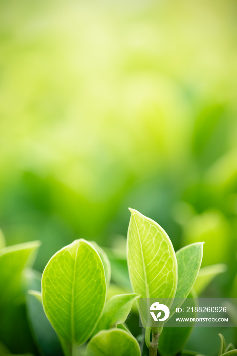 Nature of green leaf in garden at summer. Natural green leaves plants using as spring background cover page greenery environment ecology wallpaper