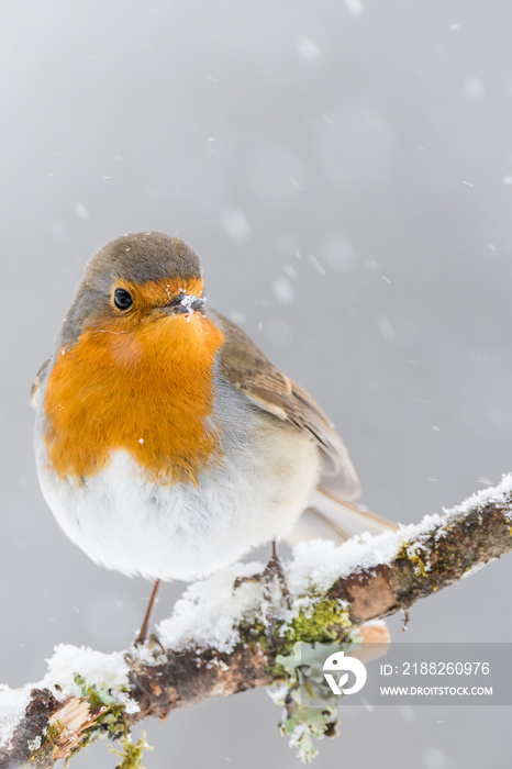 A european robin (Erithacus rubecula)