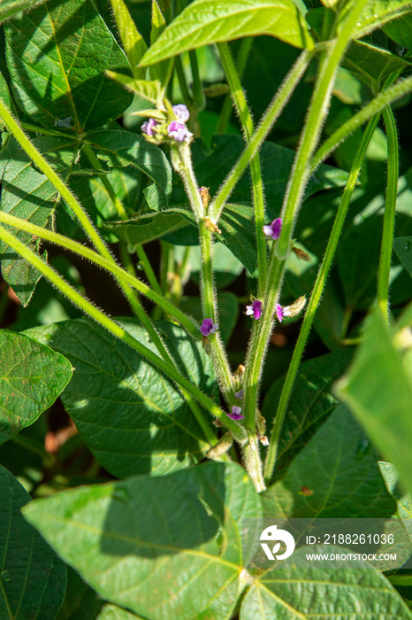 Soybean tree with flower in plantation