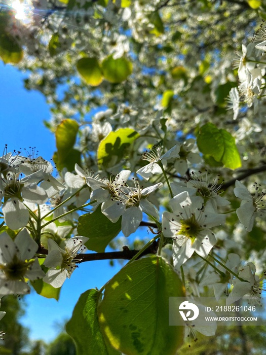 Low angle shot of blossom Callery pear in the tree with sunlight