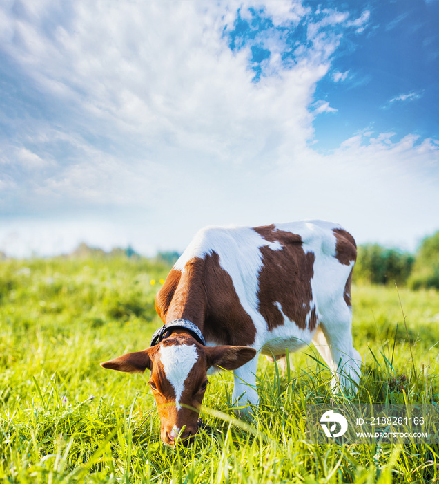 calf grazing on the meadow