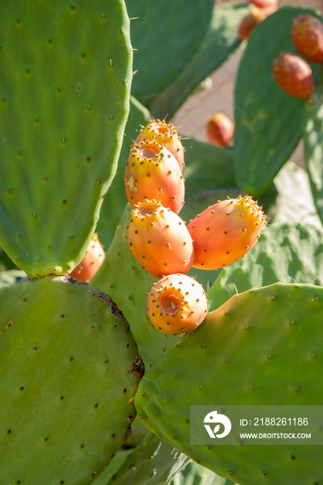 Prickly pear cactus close up with fruit in red color