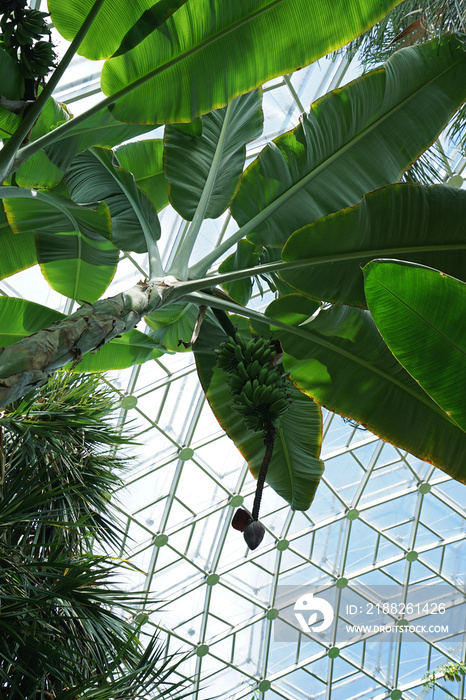 Tropical rainforest banana in greenhouse building