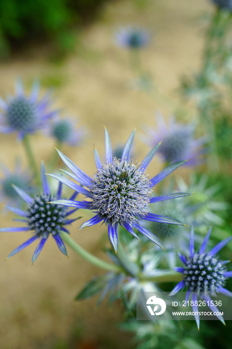 Sea Holly blue thistle Eryngium flowers growing in the garden