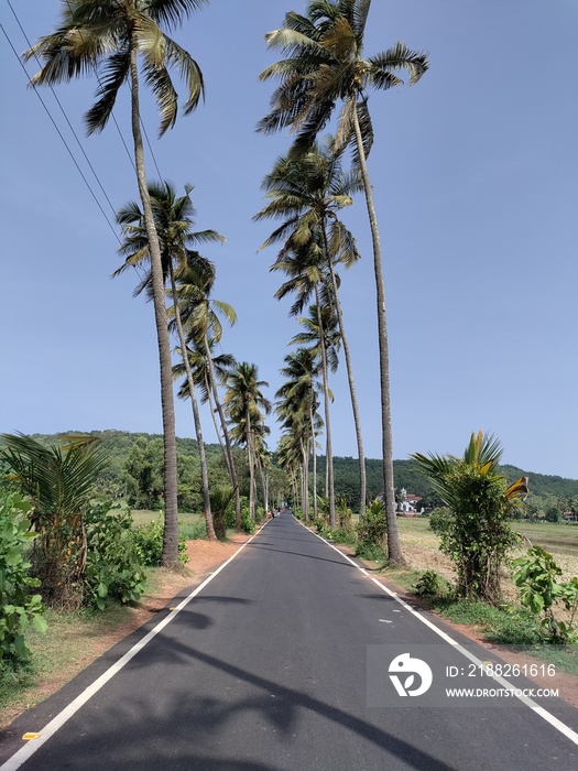 Parra Road Goa. Palm trees on road line.