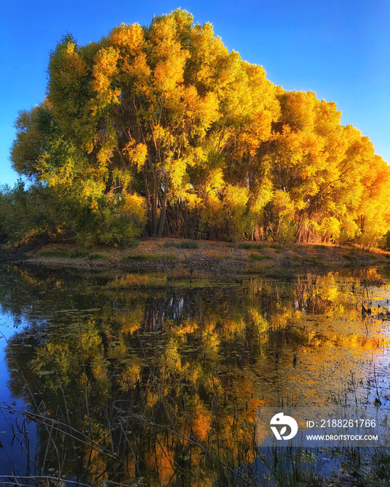 Willow Lake Reflection in Autumn