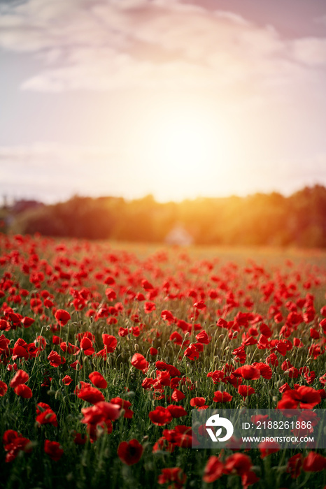 Red poppy field in Europe during summer sunset.