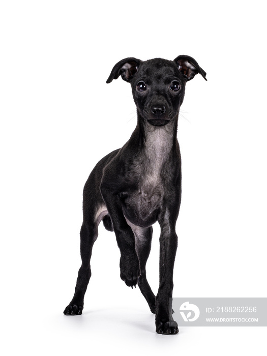 Cute Italian Greyhound aka Italian Sighthound pup, standing facing front with one paw lifted. Looking straight to camera. Isolated on a white background.