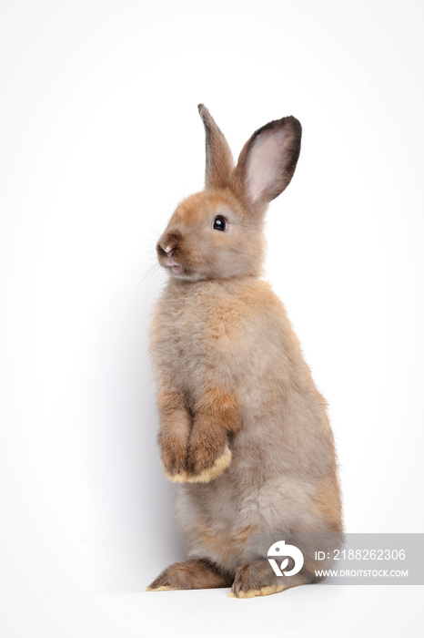 Cute brown rabbit standing on two legs, white background. Small animal concepts Breastfeeding, easter festival. copy space