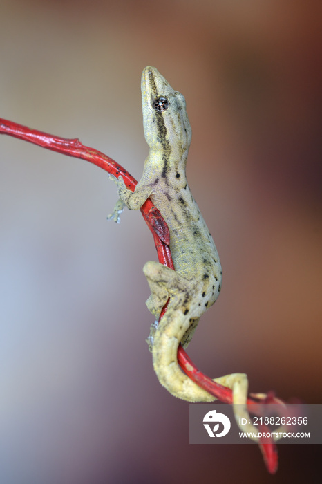 Lepidodactylus lugubris - crying gecko