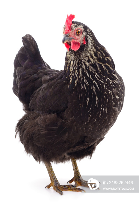 Black hen isolated.