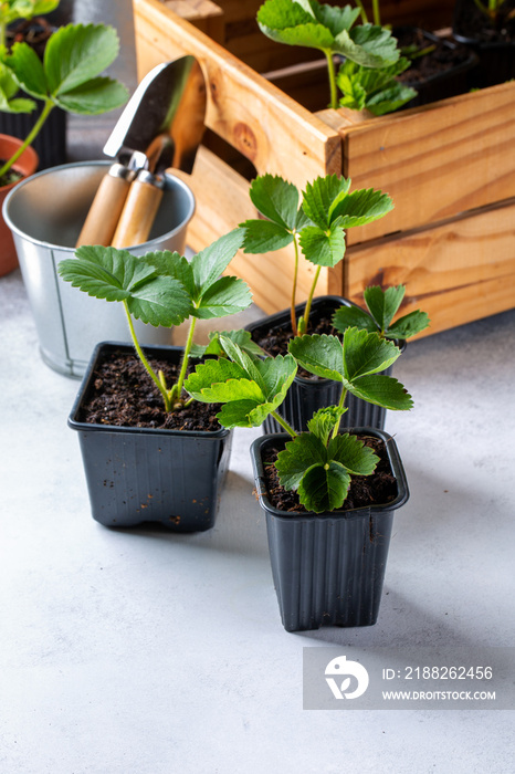 Strawberry seedlings in black plastic pots on gray background.  Gardening concept.