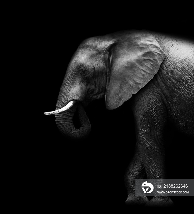 Elephant isolated black background