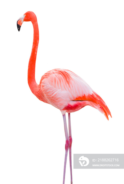 Transparent PNG of Beautiful Flamingo.