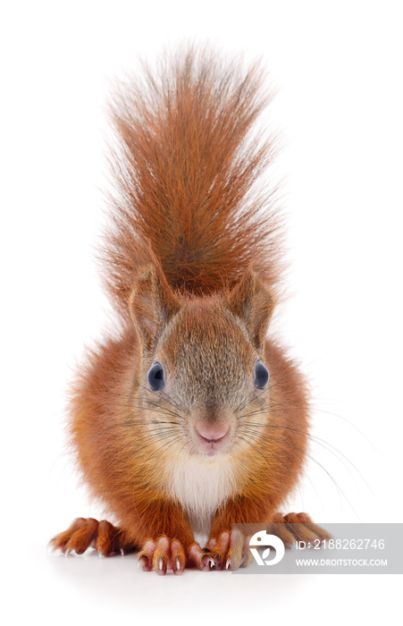 Eurasian red squirrel.