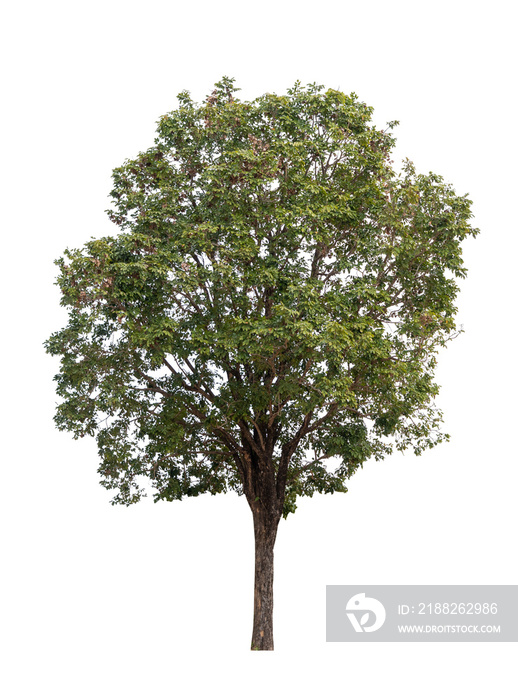 Isolated single tree greenery botanical