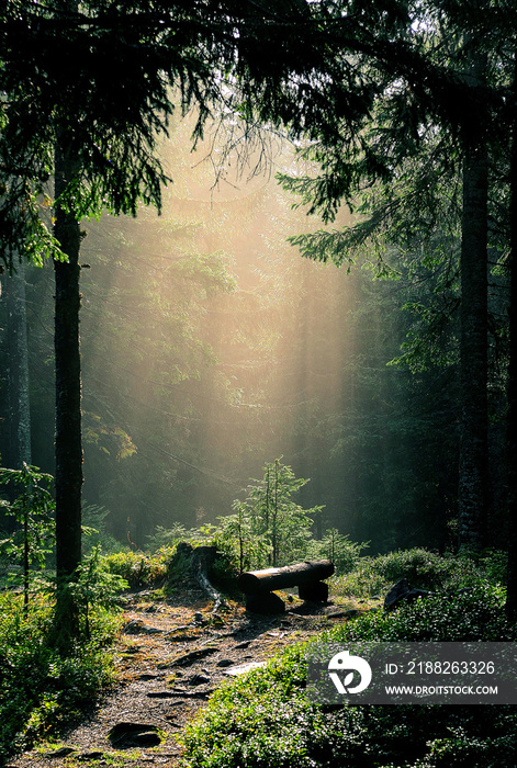 Fog in mountains, fantastic morning foggy scenery, hills covered beech forest, Ukraine, Carpathians, discover yourself wonderful place