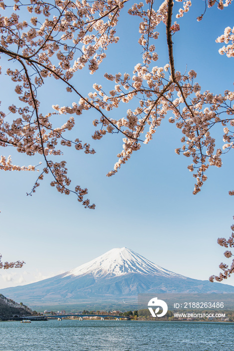 Fuji Mountain and Pink sakura at Lake Kawaguchiko, Fujinomiya, Shizuoka, Japan