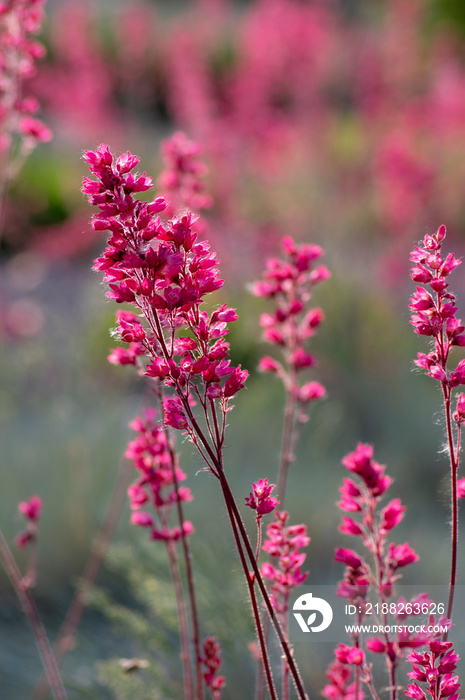 Heuchera sanguinea beautiful ornamental spring flowering plant, bright red flower in bloom