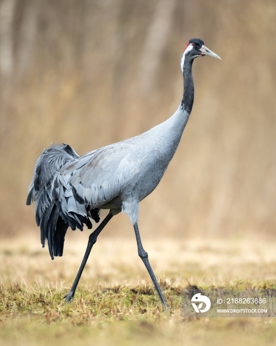 Wild common crane, grus grus, walking on hay field in spring nature. Large feathered bird landing on meadow from side view. Animal wildlife in wilderness.