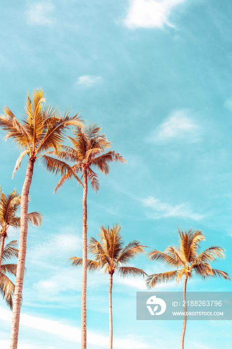 Tropical palm tree with blue sky and cloud abstract background. Summer vacation and nature travel adventure concept.