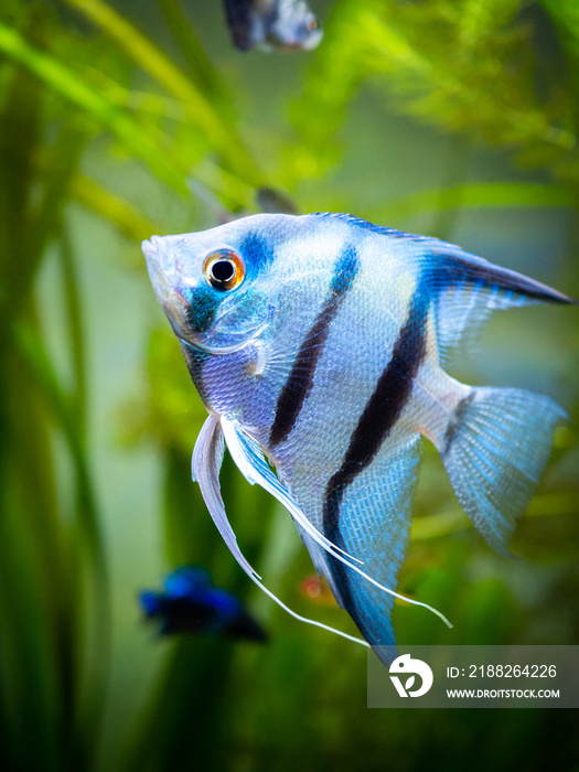 portrait of a zebra Angelfish in tank fish with blurred background (Pterophyllum scalare)