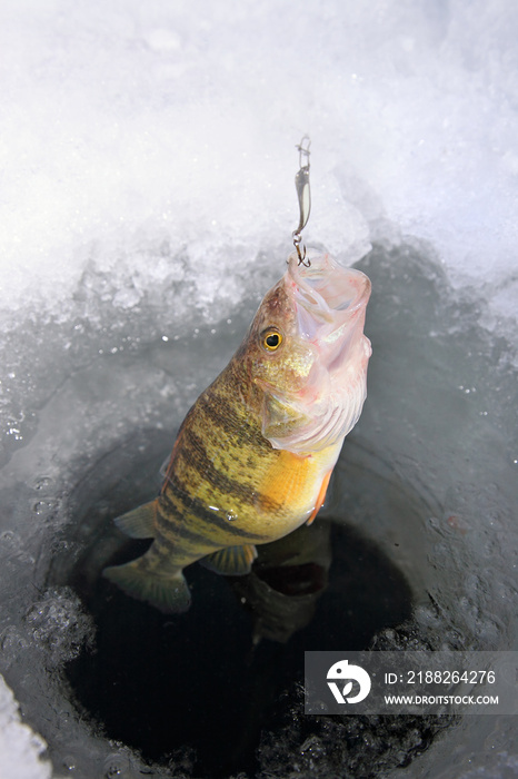 Yellow perch being caught in an ice hole with lure in mouth