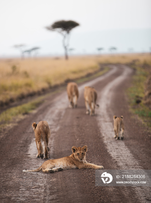 wildlife in Africa